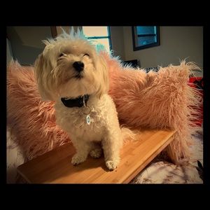 Showing off!!! NOT FOR SALE 💗🐶💗